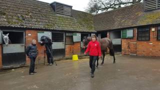 Le Prezien - (Blue Bresil) Gr.1 2nd, Gr.2 winning chaser owned by JP Macmanus, trained by Paul Nicholls