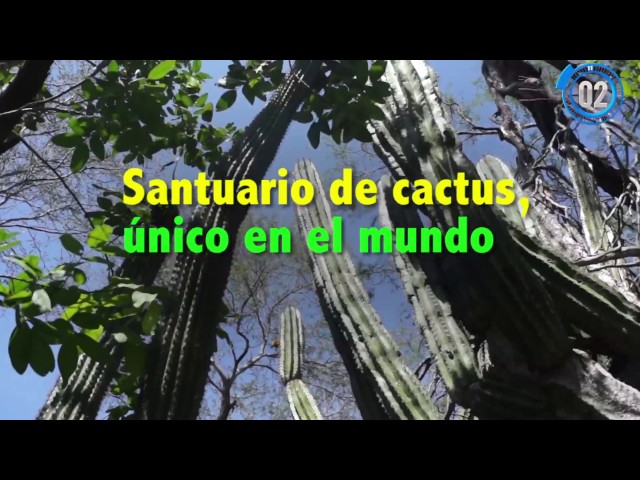las-vacunas-en-el-santuario-de-los-cactus