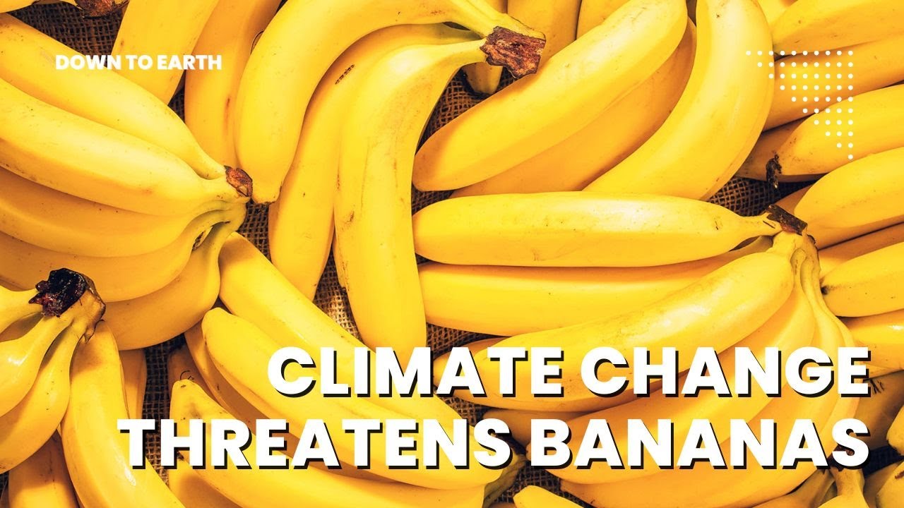 The Banana Crisis: How Climate Change Is Killing the World’s Favorite Fruit