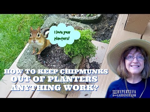 How To Keep Chipmunks Out of Planters - It Works!