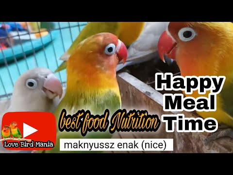 lovebirds meal time : wheatgrass with rice plant paddy - lovebird makan