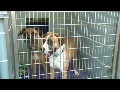 Chicago animal shelters 'desperate' for pet adoptions, foster homes as rescues reach crisis levels