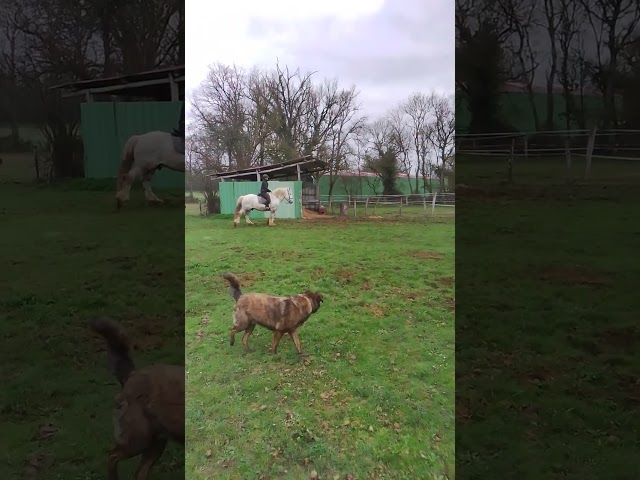 vend &eacute;talon percheron 