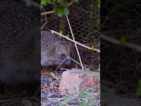 Every day one summer this one would take the same walk at dusk. I had to cut a hole in the fence.