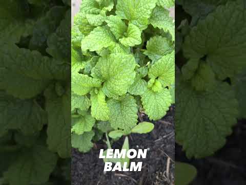 Noshi’s Kitchen Garden