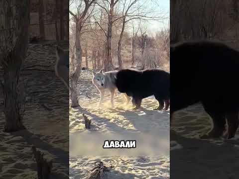 Неожиданный союз с волками 🤯🐺 #животные #милыеживотные