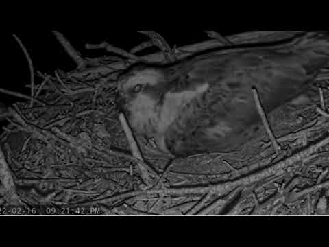 Captiva Ospreys ~Debut of First Nestling 2/16/2022
