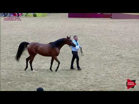 N 148 JIYAD AL SHAQAB   21st Qatar National 2018   Fillies 2 years old Class 4B