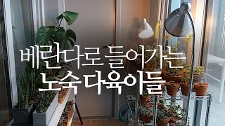 베란다로 들어가는 노숙 다육이들.(월동준비) succulents/多肉植物/たにくしょくぶつ 222화 #해맑은T…
