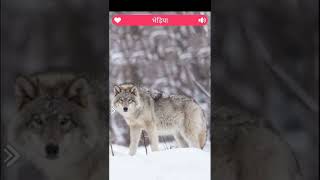 Download lagu bhediya sound | sms ringtone bhediya sound effects| #animals #bhediya mp3