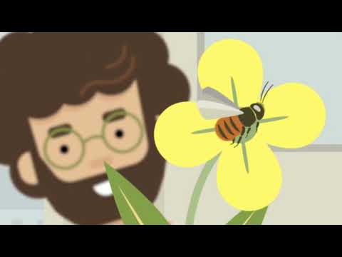 Pollinature Wildbienen-Häuschen