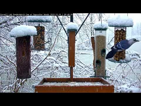 Snow-capped Bird Feeders Stay Busy With Morning Visitors – Dec. 16, 2022