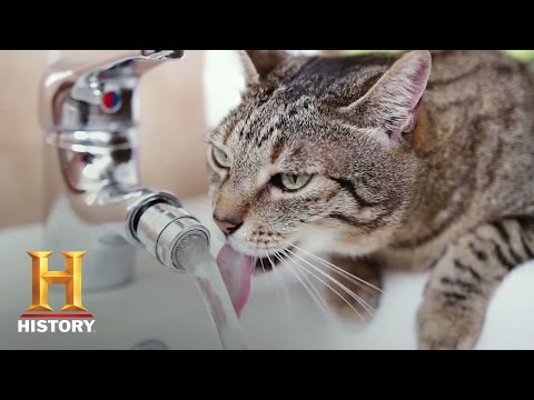 Animals That Changed Human History | History Lists | History