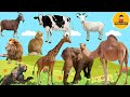 Farm Animals Wild Animals Animals Sound Cow Bear Lion Elephant Camel Kidssongs Animals