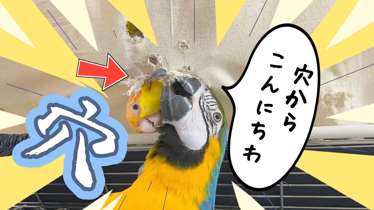 穴をあけて出入りして楽しむインコw