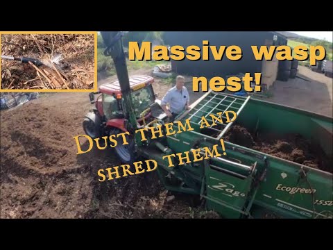 15 09 22  Massive wasp nest in the green waste heap!