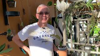 Download Lagu Bacterial foliar disease engulfing all my Stanhopeas, Gongoras, Acinetas, Coelogyne Thumbnail