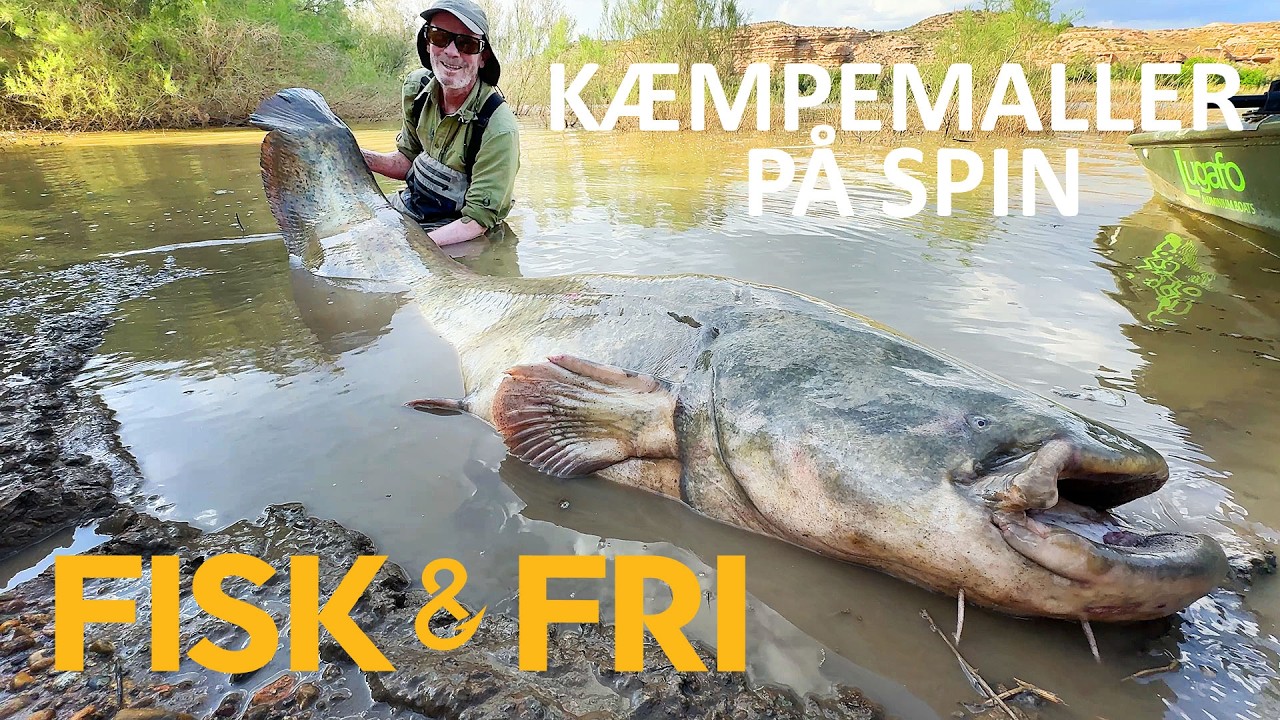 KÆMPEMALLER PÅ SPIN