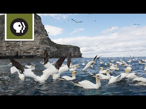 Hungry Birds Are Super Divers