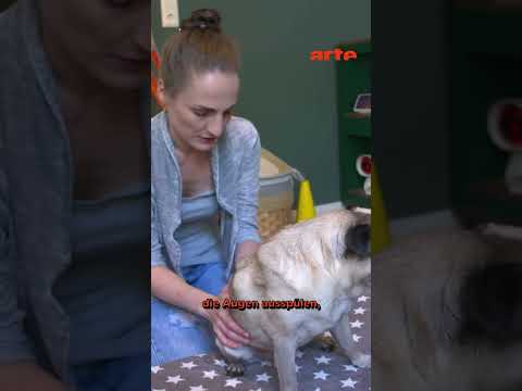Video Thumbnail: So leiden Qualzuchten | ARTE #reshorts #respinoff