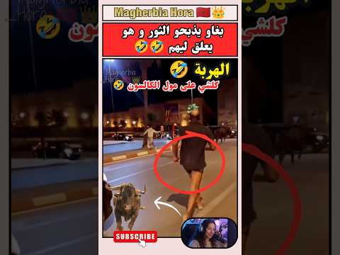 بغاو يذبحو الثور و هو يعلق ليهم 🤣🤣🤣