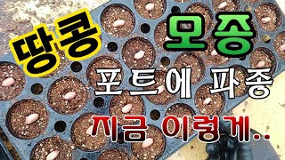 [텃밭농부.961]  땅콩 모종을 포트에 파종하는 방법. #땅콩재배