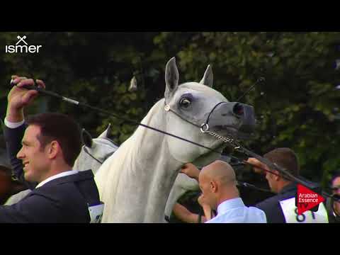 Strohen 2017 C-Show Class 18