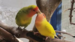 Agapornis macho alimentando a fêmea #lovebirds