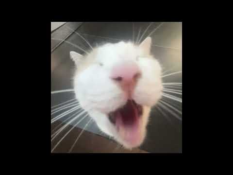 bonanza! - $werve | Super Slowed & Reverbed