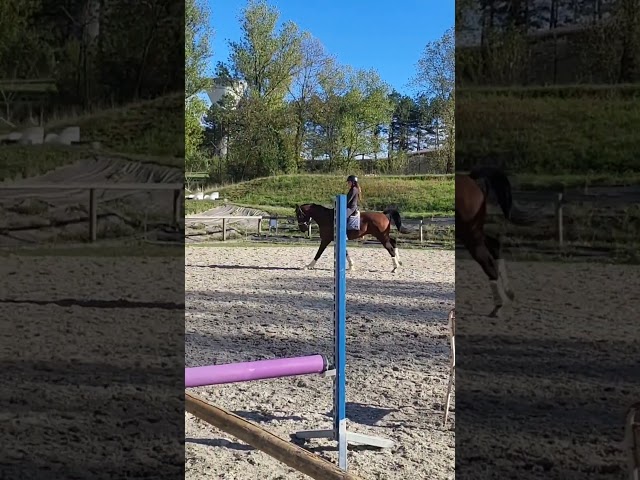 Super jument dressage par Glamourdale gros potentiel