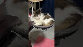 デスクハンモックでくつろぐ猫【ノル猫ミロシー】 #shorts
