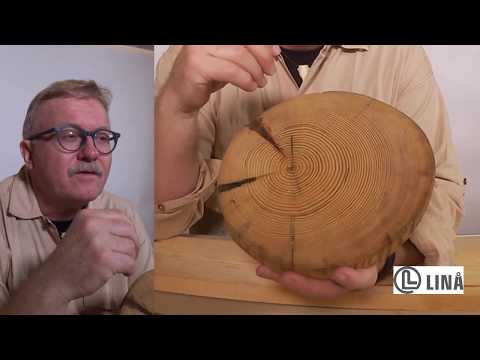 Træ - Viden om fyrretræ | Lær om træets alder på europæiske træer, samt hvorfor træ har knaster