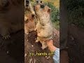 Groundhog says "hands off" hooman