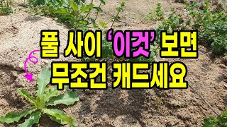 풀 사이에서 '이것' 보면 무조건 캐서 드세요. 보약입니다.