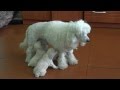 Щенки 