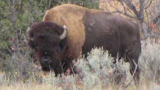 preview picture of video 'Roosevelt National Park, October 2009'