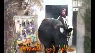 marocco arabic music chaabi