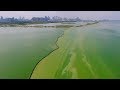 Algae bloom turns eastern Chinese lake surreal green