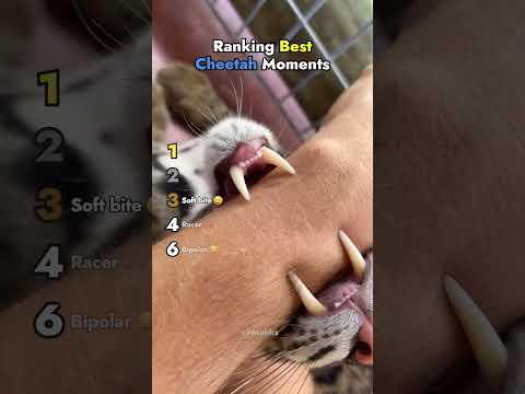 Ranking Best Cheetah Moments
