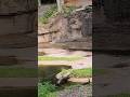 Crocodiles Waltdisneyworld Animalkingdom Youtubeshorts Disneyworld Disney Crocodile Travel