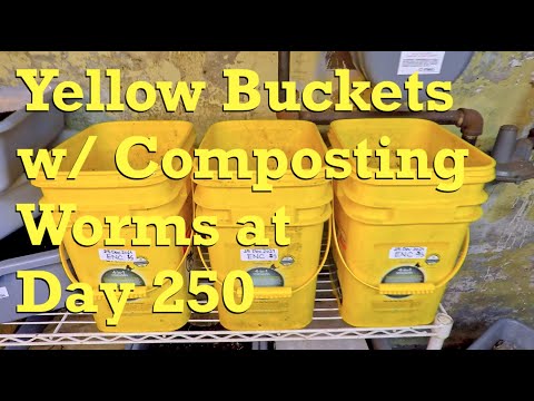 Euro nightcrawlers in 250-day yellow buckets get 19th feeding - worm farm vermicompost