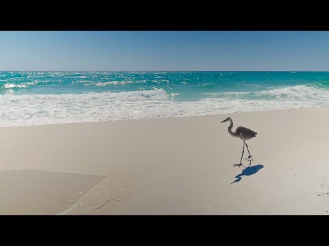 One Hour Relaxing Beach Sounds for Study & Stress Relief 4K Video