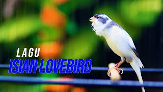 Download lagu MASTERAN KENARI LAGU MEWAH ISIAN LOVEBIRD, BIKIN KENARI PAUD CEPAT GACOR LAGU MUDAH DITIRU mp3 Download lagu MASTERAN KENARI LAGU MEWAH ISIAN LOVEBIRD, BIKIN KENARI PAUD CEPAT GACOR LAGU MUDAH DITIRU mp3