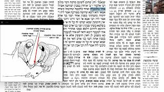 דף יומי מסכת חולין דף ל Daf yomi Masechet Chulin page 30  ע"י יוני גוטמן (שיעורי הדף היומי ב-20 דקות – מועבר ע"י ר' יוני גוטמן – לעילוי נשמת אביו ר' אלימלך צבי (צביקה) גוטמן ז"ל) - התמונה מוצגת ישירות מתוך אתר האינטרנט יוטיוב. זכויות היוצרים בתמונה שייכות ליוצרה. קישור קרדיט למקור התוכן נמצא בתוך דף הסרטון