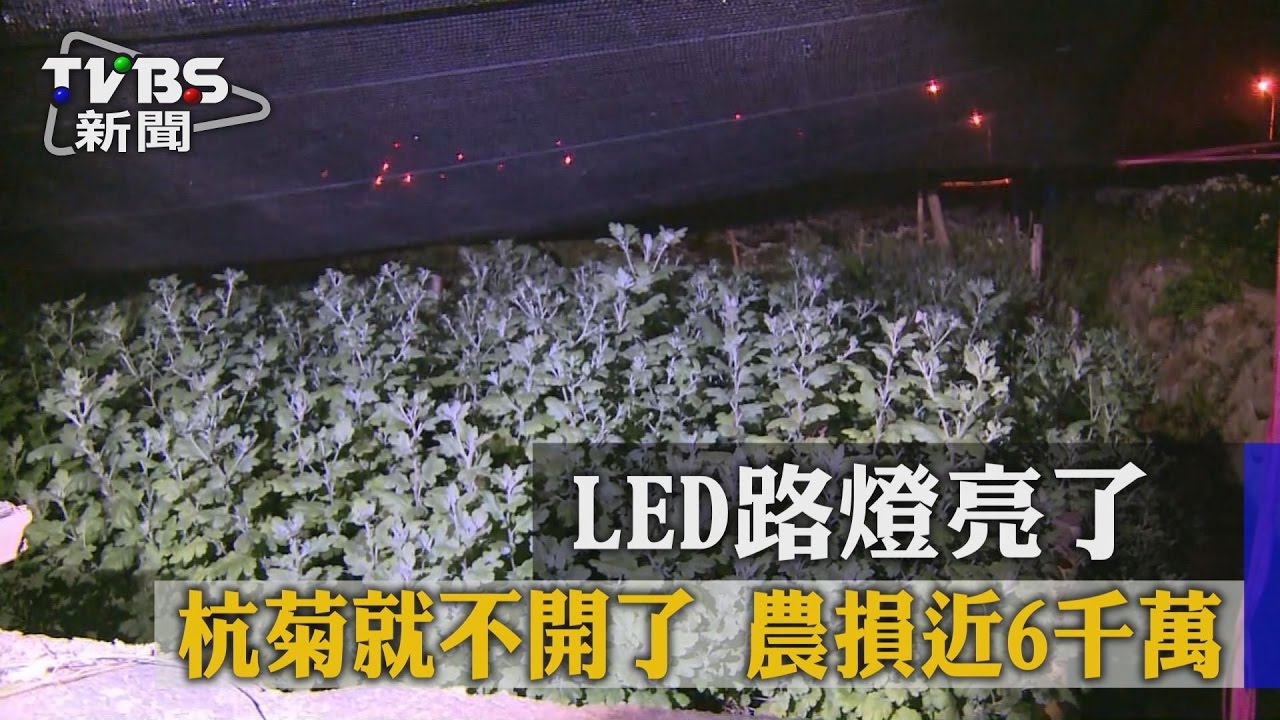 LED路燈亮了！杭菊就不開了　農損近6千萬