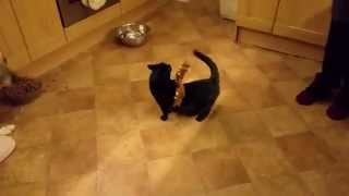 Mama the Christmas Cat (An Impromptu Video Taken With Phone)