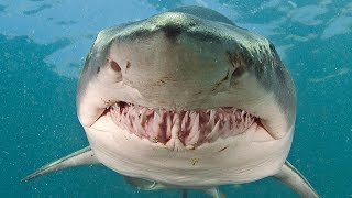 Why Great White Sharks Cannot Be Kept in Aquarium? The Secret Is Revealed!