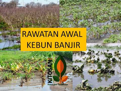 , title : 'Pemulihan Tanaman terkesan Bajir - Kaedah Kitosanplus'