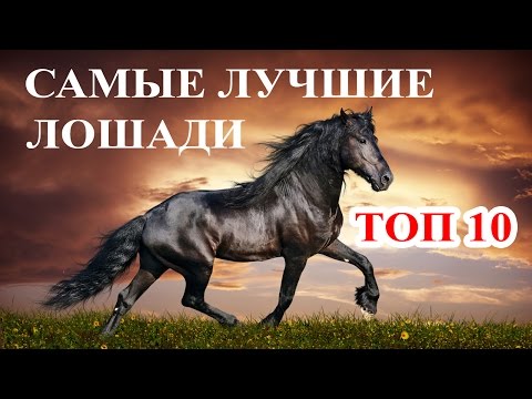 Английская чистокровная лошадь: история, описание и использование Упряжной породы Английская чистокровная лошадь: история, описание и использование Упряжной породы
