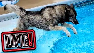 My Dogs JUMPING In the Swimming Pool LIVE 🔴 LIVE Q & A With our Siberian Huskies!